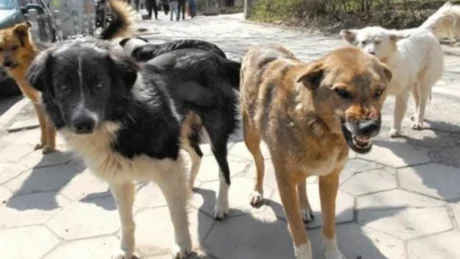 Ngjarje e rëndë në Durrës:  8-vjeçari sulmohet nga qentë endacak