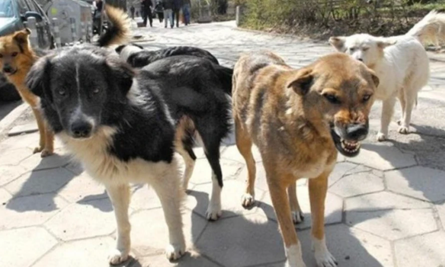 Ngjarje e rëndë në Durrës:  8-vjeçari sulmohet nga qentë endacak