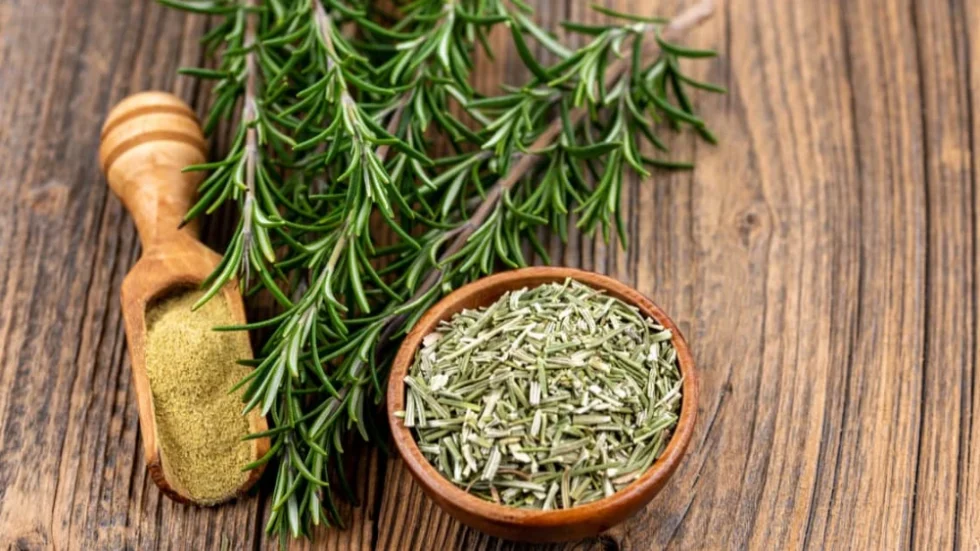 5 përfitimeve të rozmarinës: ilaçe natyrale për shëndetin dhe mirëqenien tuaj