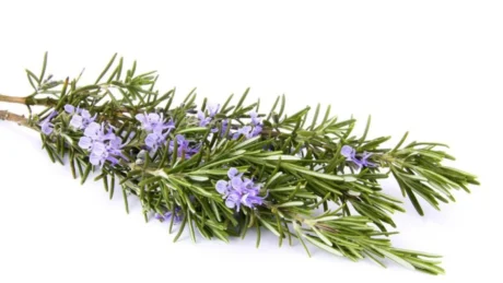 Dy mënyra të fuqishme për të përdorur rozmarinën për nevojat tuaja të përditshme shëndetësore