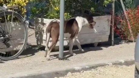 Tragjike në vendin tonë! Qeni Pitbull kafshon në kokë vajzën 4 vjecare