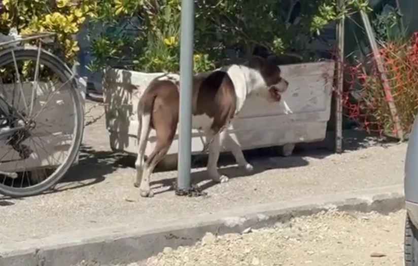 Tragjike në vendin tonë! Qeni Pitbull kafshon në kokë vajzën 4 vjecare