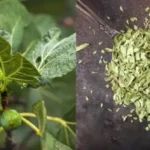 Fuqia e gjetheve të fikut: Një perlë e fshehur për shëndetin tuaj