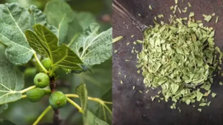 Fuqia e gjetheve të fikut: Një perlë e fshehur për shëndetin tuaj