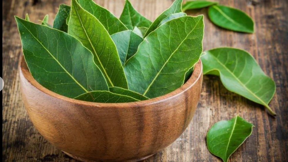 U duhen vetem 3 gjethe dafine të freskëta: Kura ideale per trajtimin e dhimbejve qe lidhen me…