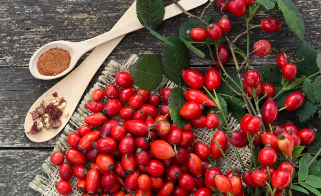 Kura me 8 kokrra trëndafil të egër, një shërim për organizmin tuaj