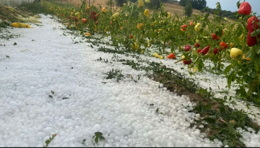 Moti i keq shkakton KAOS në vendin tonë! Breshëri bënë NAMIN në bujqësi në këto qytete