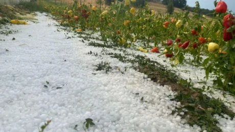 Moti i keq shkakton KAOS në vendin tonë! Breshëri bënë NAMIN në bujqësi në këto qytete