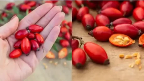 Keto jane 10 perfitimet e trendafilit te eger qe do tju bejne ta konsumoni dhe me teper ate