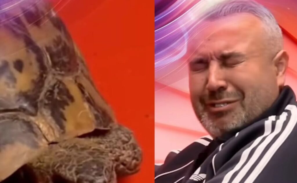 Frika nga breshka/ Rogerti ja plas të qarit në dhomën e rrëfimit! (VIDEO)
