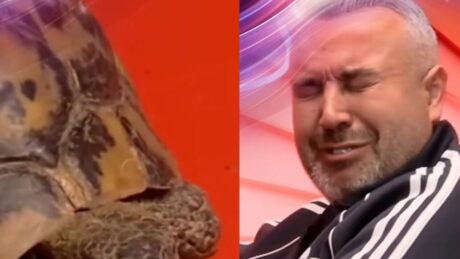 Frika nga breshka/ Rogerti ja plas të qarit në dhomën e rrëfimit! (VIDEO)