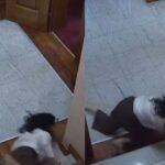 Incident në Kuvend: Këshilltarja rrëzohet shkallëve teksa përpiqej të ndalte Shehajn