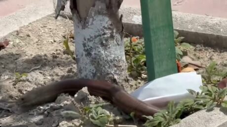 E FRIKSHME NË MES TË DITËS! Zvarritësi gjigant në vend del nga lumi dhe futet në qytet! (video))