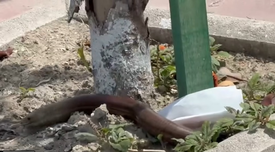 E FRIKSHME NË MES TË DITËS! Zvarritësi gjigant në vend del nga lumi dhe futet në qytet! (video))